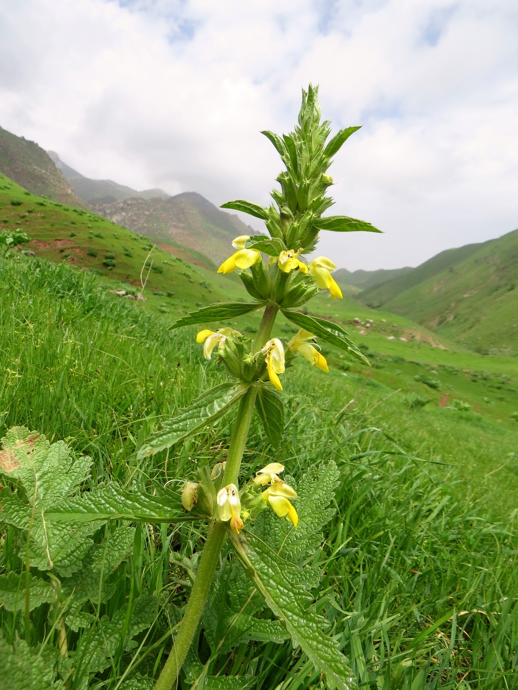 Image of Phlomoides labiosa specimen.