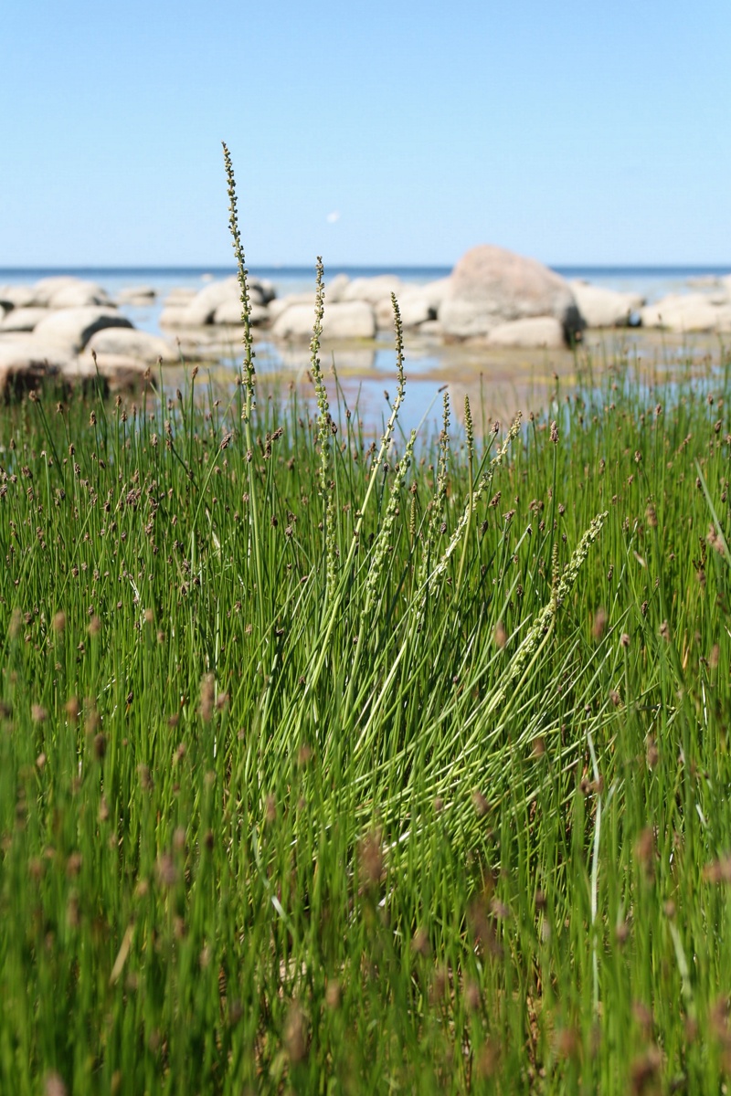 Image of Triglochin maritima specimen.