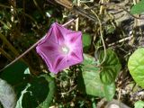 genus Ipomoea. Часть побега и цветок. Хабаровский край, г. Хабаровск, за 1-й краевой больницей. 12.07.2012.