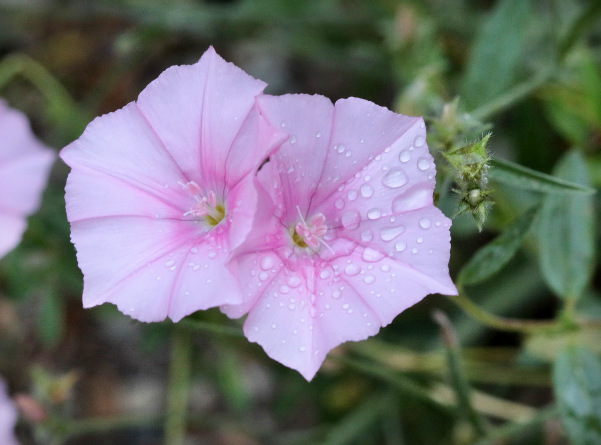 Image of Convolvulus cantabrica specimen.