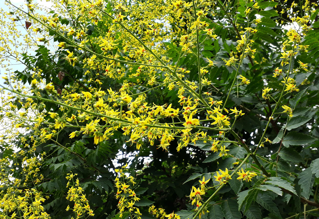 Image of Koelreuteria paniculata specimen.