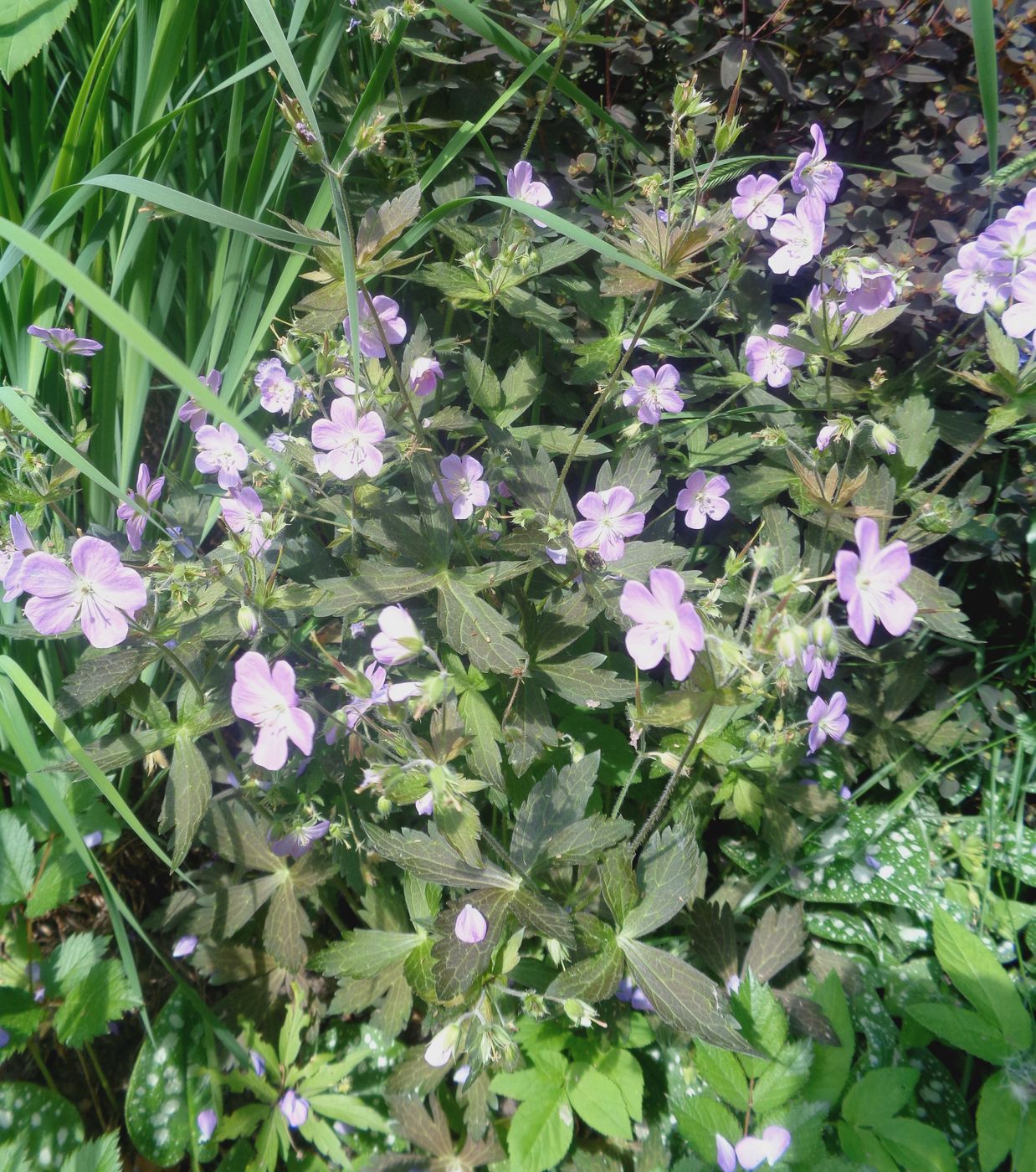 Изображение особи род Geranium.