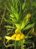 Parentucellia viscosa. Часть соцветия. Нидерланды, провинция Groningen, община Hoogezand-Sappemeer, окр. деревни Kropswolde, Kropswolderbuitenpolder, сыроватый луг у обочины велосипедной дорожки. 8 июля 2008 г.