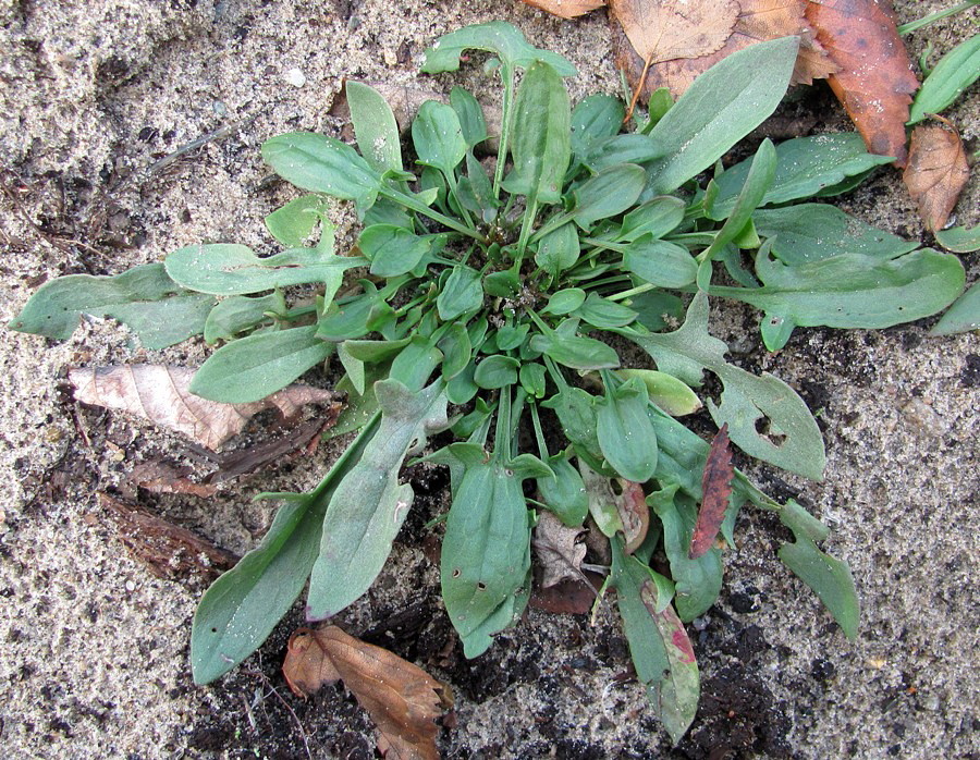 Image of Rumex acetosella specimen.