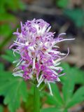 Orchis simia