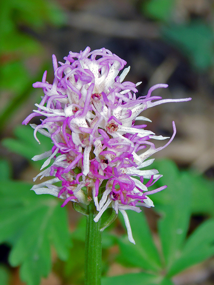 Image of Orchis simia specimen.