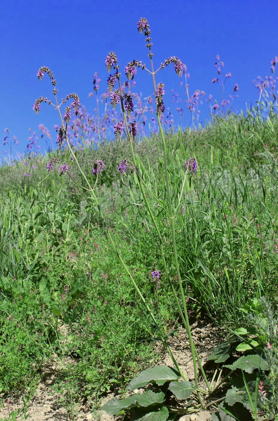 Image of Salvia nutans specimen.