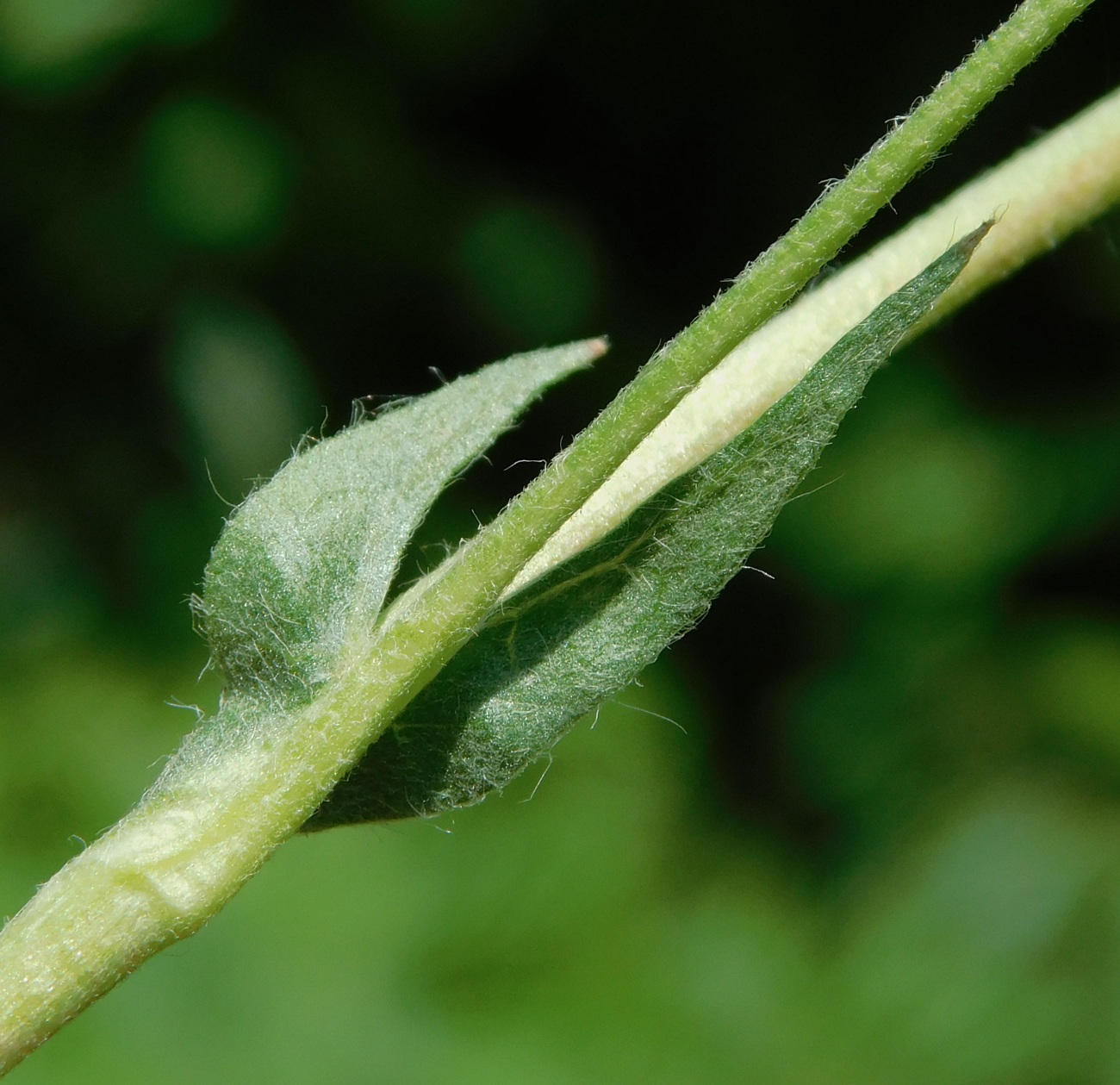 Image of Potentilla canescens specimen.