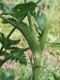 Heracleum sibiricum