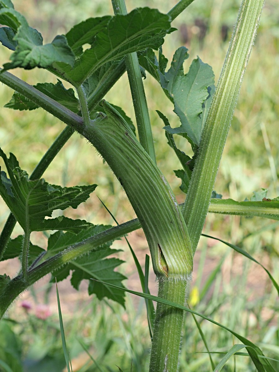 Image of Heracleum sibiricum specimen.