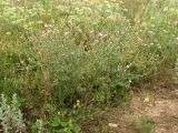 genus Centaurea. Цветущее растение в петрофитной степи. Украина, Донецкая обл., Старобешевский р-н, окр. пос. Новоселовка, долина р. Берестовая. 11.07.2010.