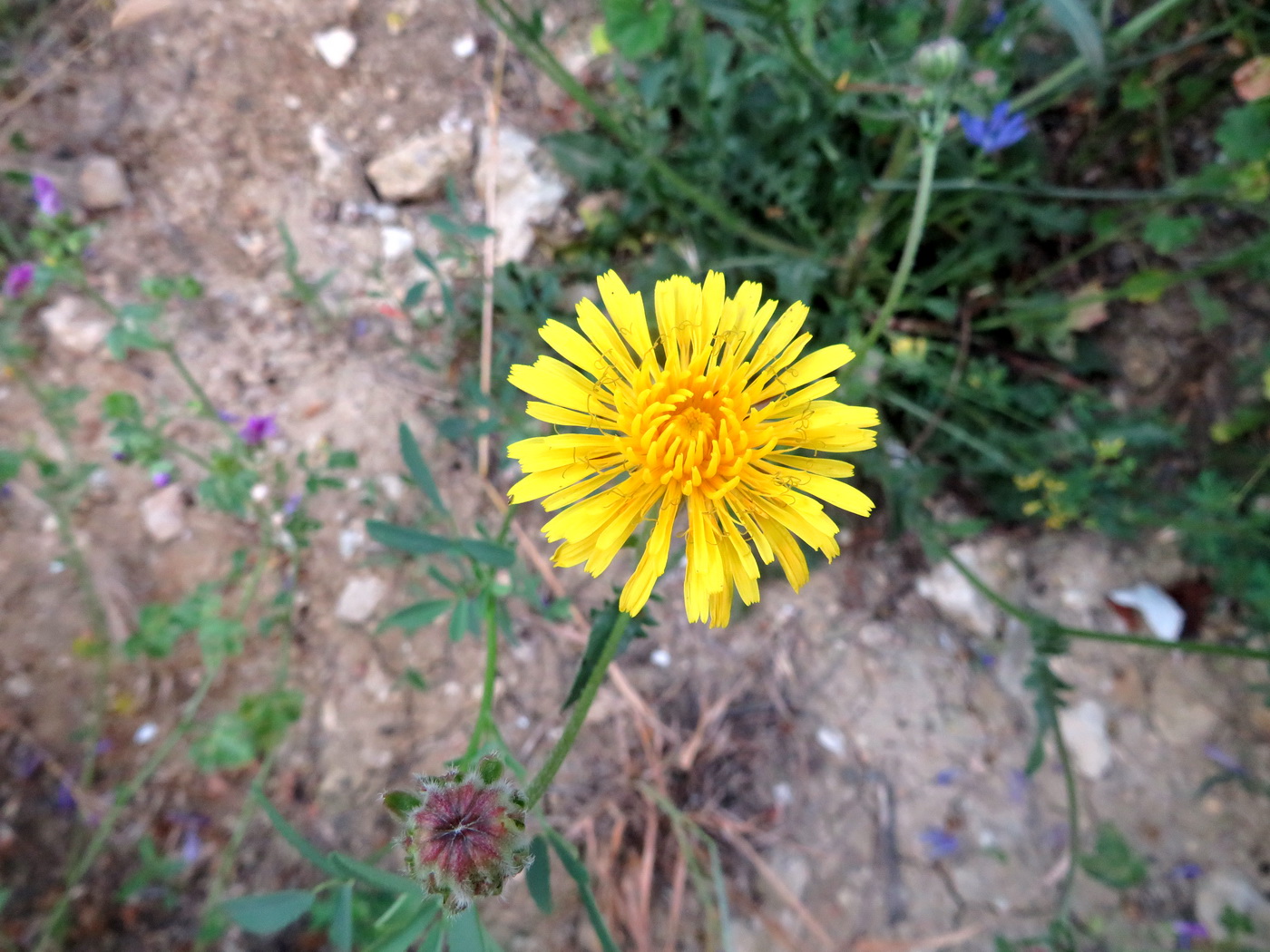 Изображение особи Crepis foetida.