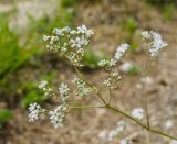 Gypsophila altissima. Часть соцветия. Пермский край, Суксунский городской округ, окр. деревни Осинцово, вершина Вакутина камня. 12 июня 2021 г.