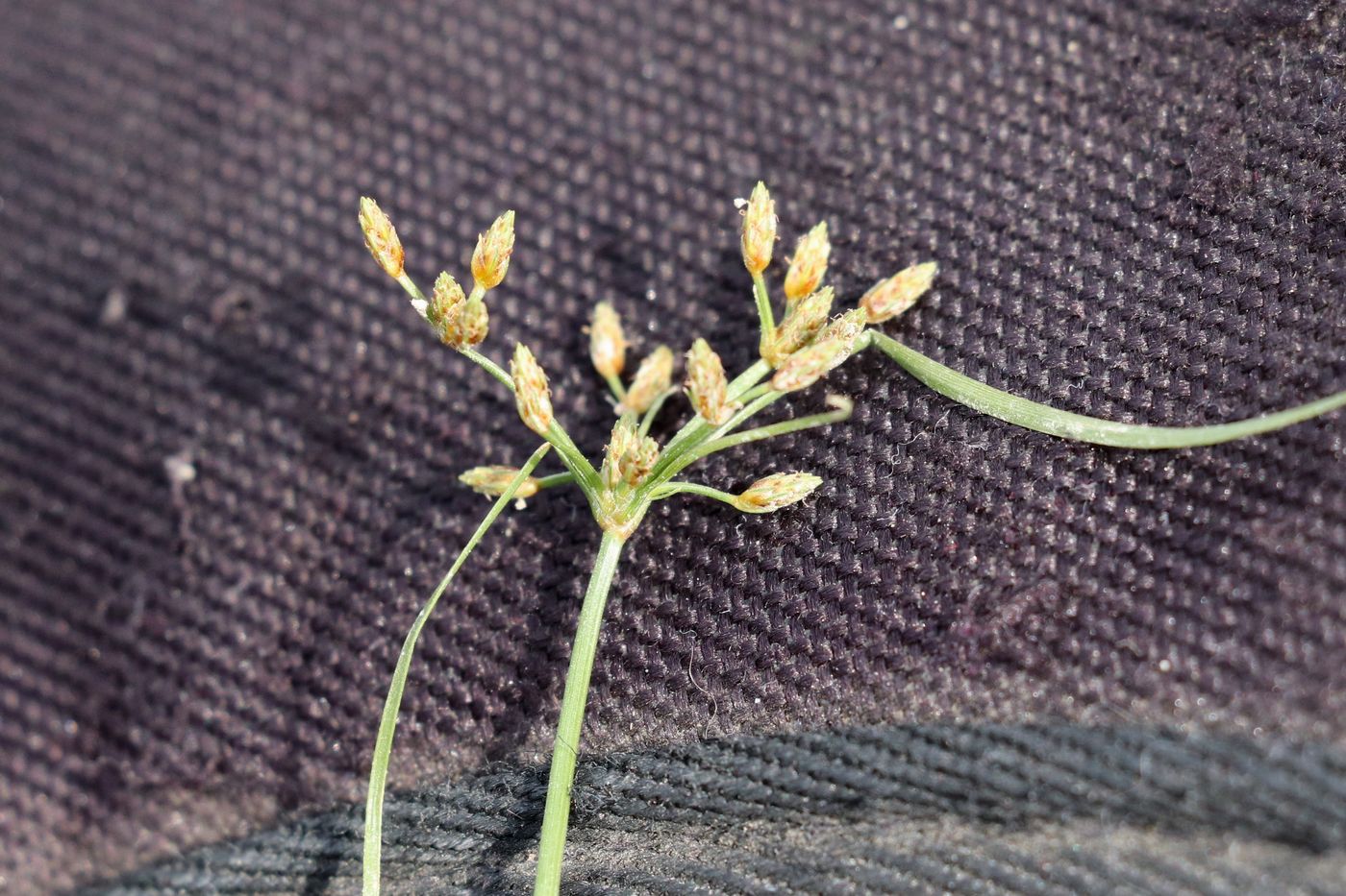 Image of Fimbristylis dichotoma specimen.