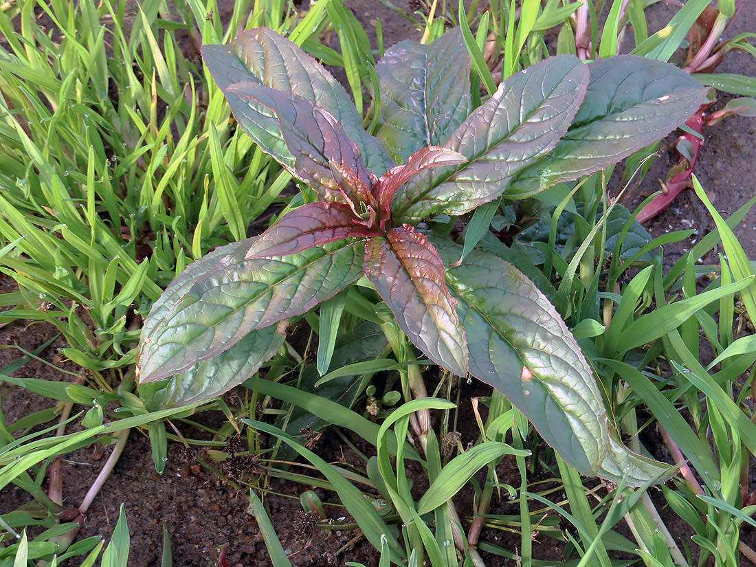 Image of Epilobium adenocaulon specimen.