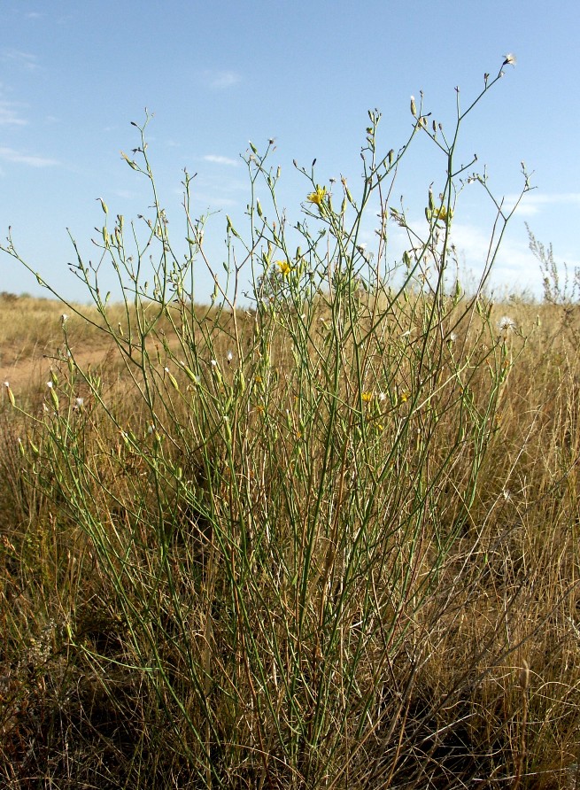 Изображение особи Chondrilla brevirostris.