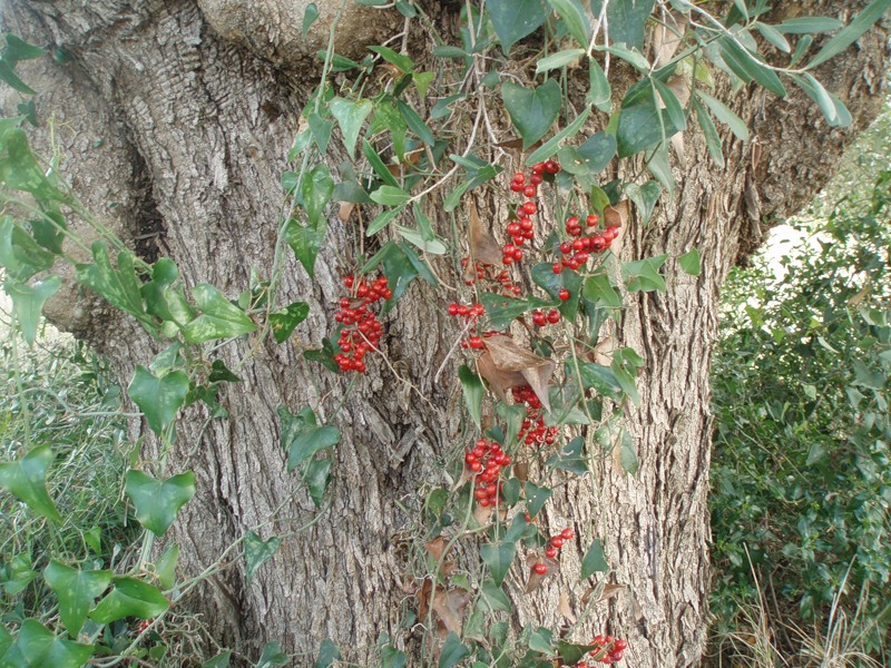 Image of Smilax aspera specimen.