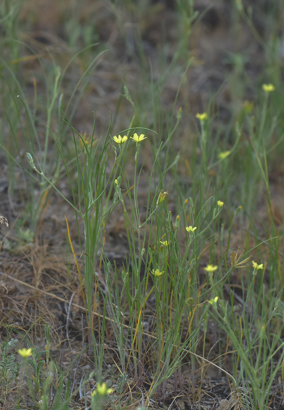 Image of Koelpinia tenuissima specimen.