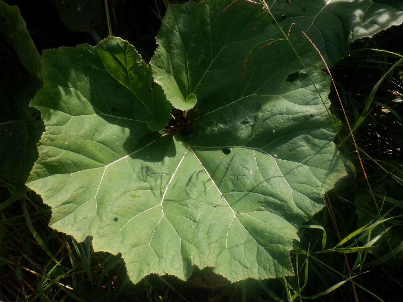 Image of Petasites hybridus specimen.