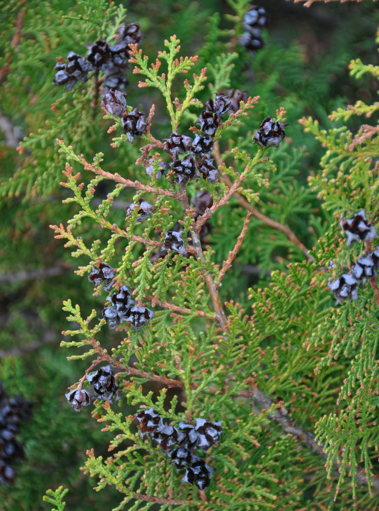 Изображение особи Platycladus orientalis.