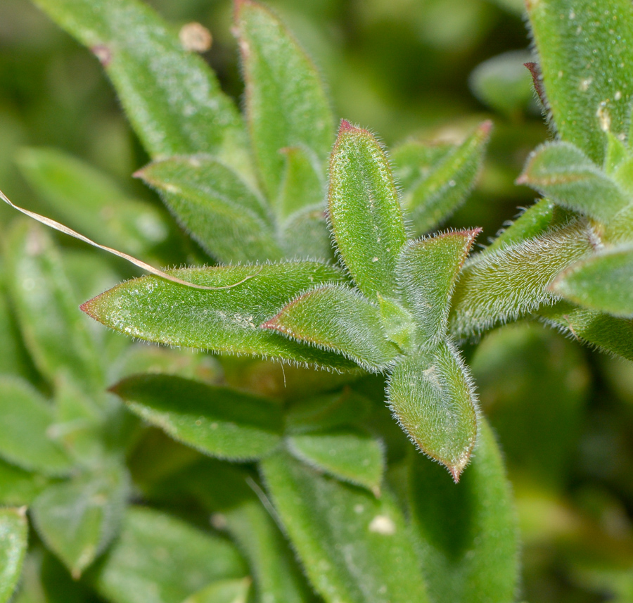 Изображение особи семейство Aizoaceae.