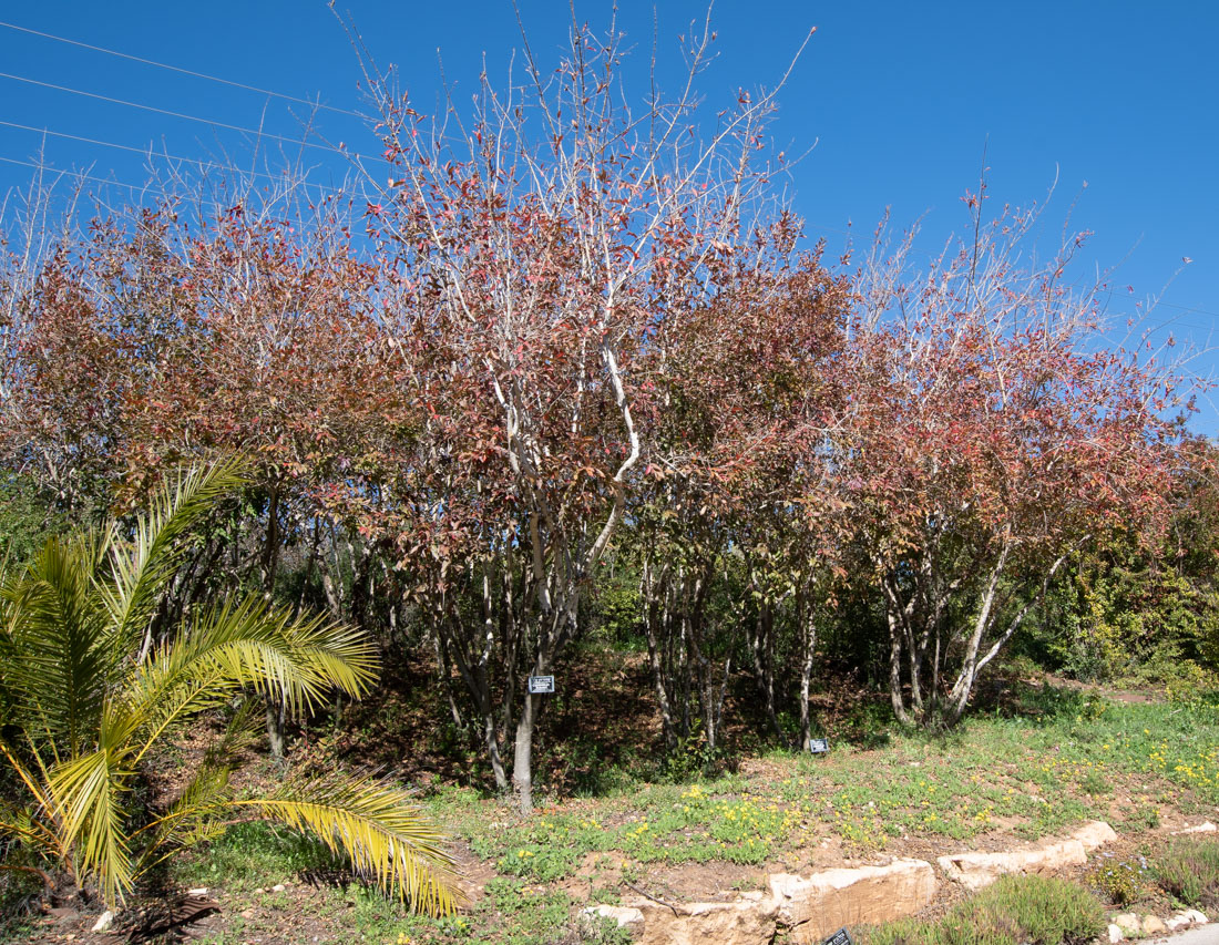 Изображение особи Combretum kraussii.