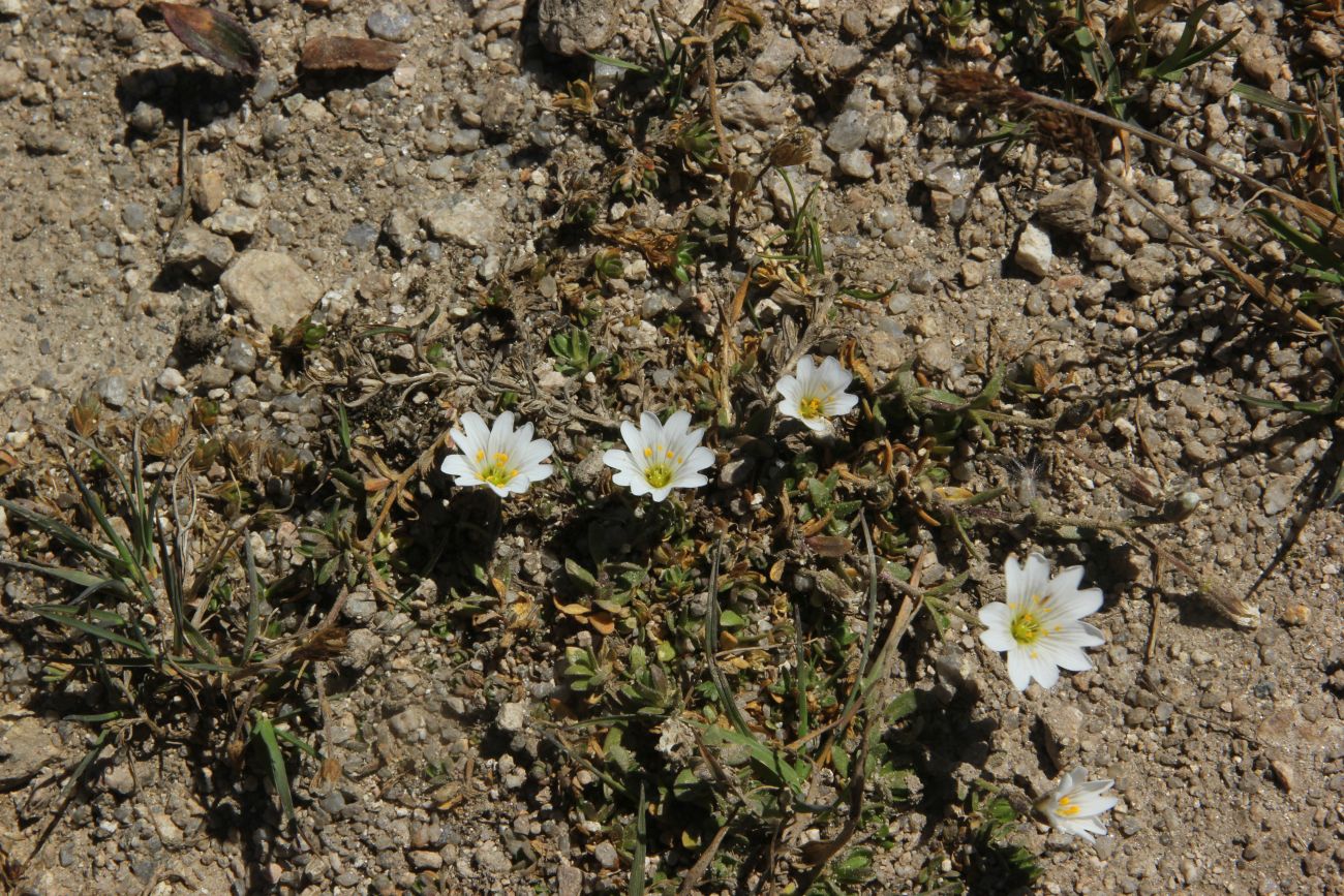 Изображение особи Dichodon cerastoides.