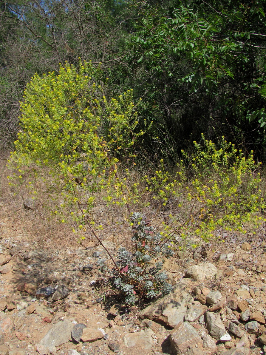 Image of genus Odontarrhena specimen.