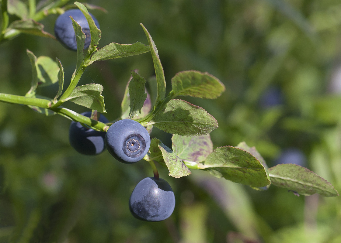 Image of Vaccinium myrtillus specimen.