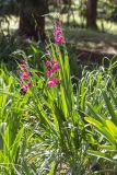 genus Gladiolus