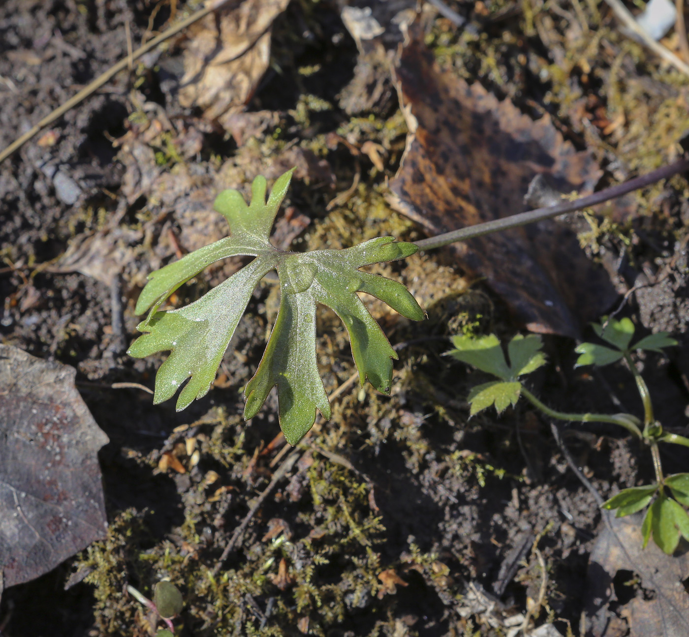 Image of Ranunculus auricomus specimen.