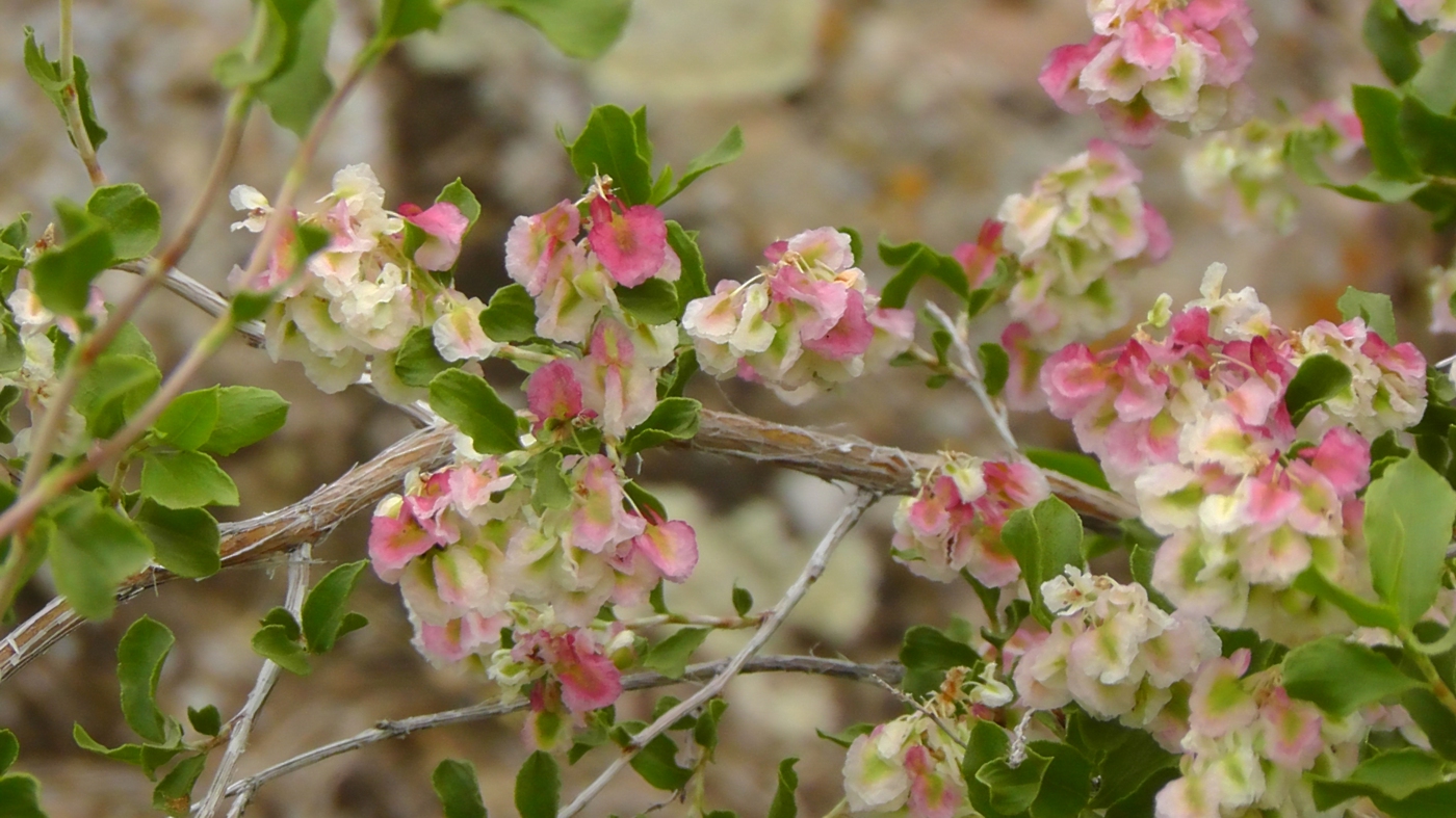 Изображение особи Atraphaxis pyrifolia.