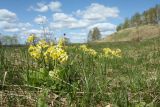 Primula veris. Цветущее растение на лугу. Псковская обл., Невельский р-н, окраина дер. Шеляково близ городища, суходольный луг у берега оз. Езерище. 09.05.2022.