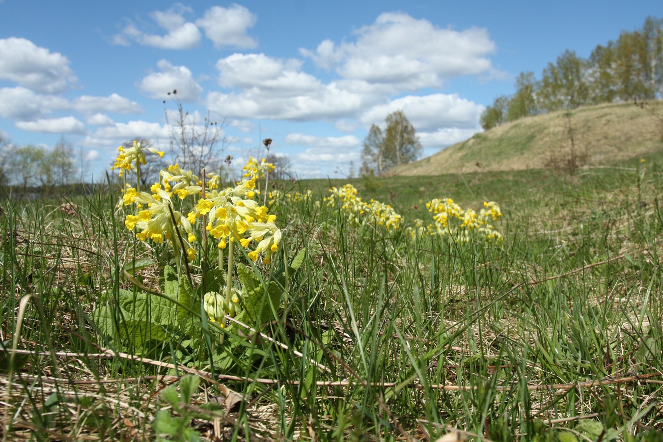Image of Primula veris specimen.
