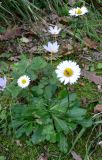 Bellis sylvestris