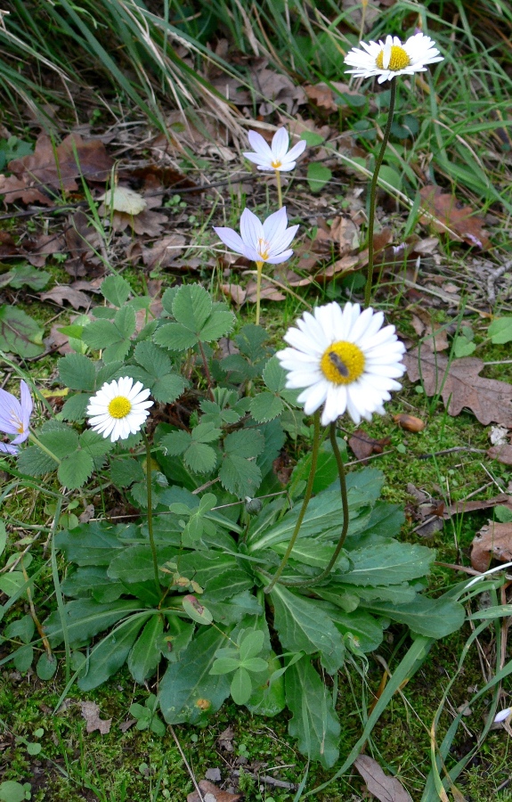 Изображение особи Bellis sylvestris.