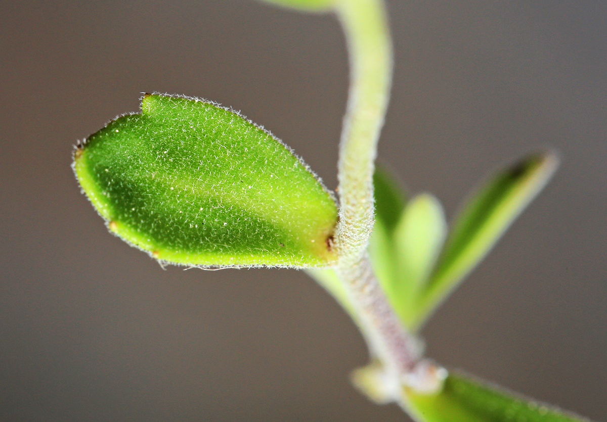 Изображение особи Draba cardaminiflora.