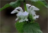 Lamium album