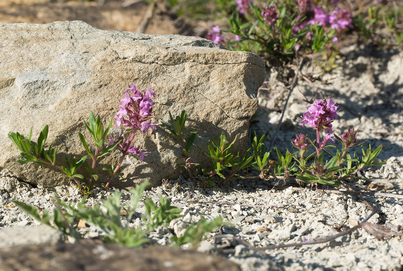 Изображение особи Thymus sessilifolius.