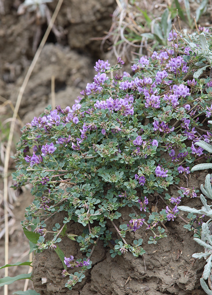 Image of Medicago daghestanica specimen.