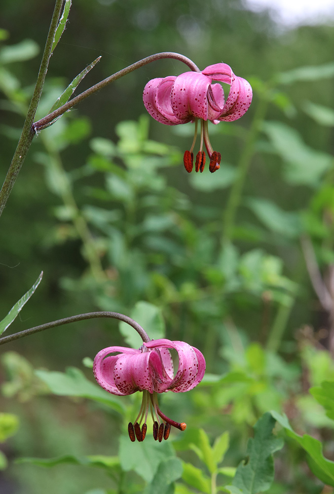 Image of Lilium pilosiusculum specimen.