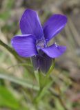 Gentianopsis barbata. Цветок. Якутия, Мирнинский р-н, территория пос. Светлый. 09.08.2009.