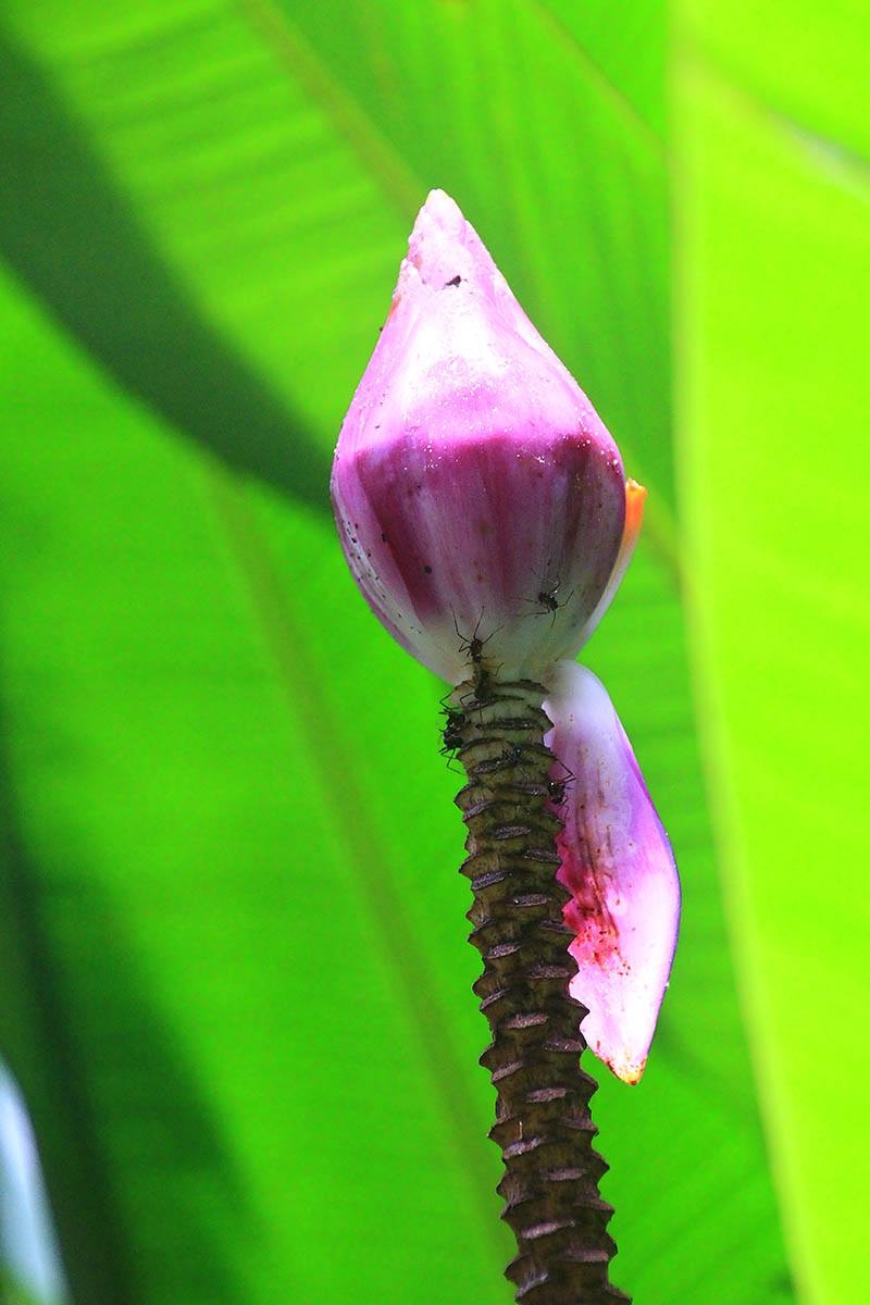 Image of genus Musa specimen.