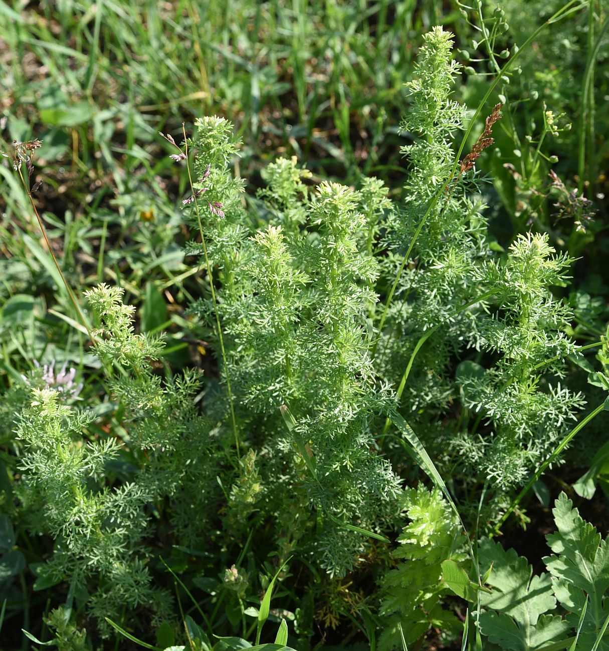 Image of Artemisia chamaemelifolia specimen.