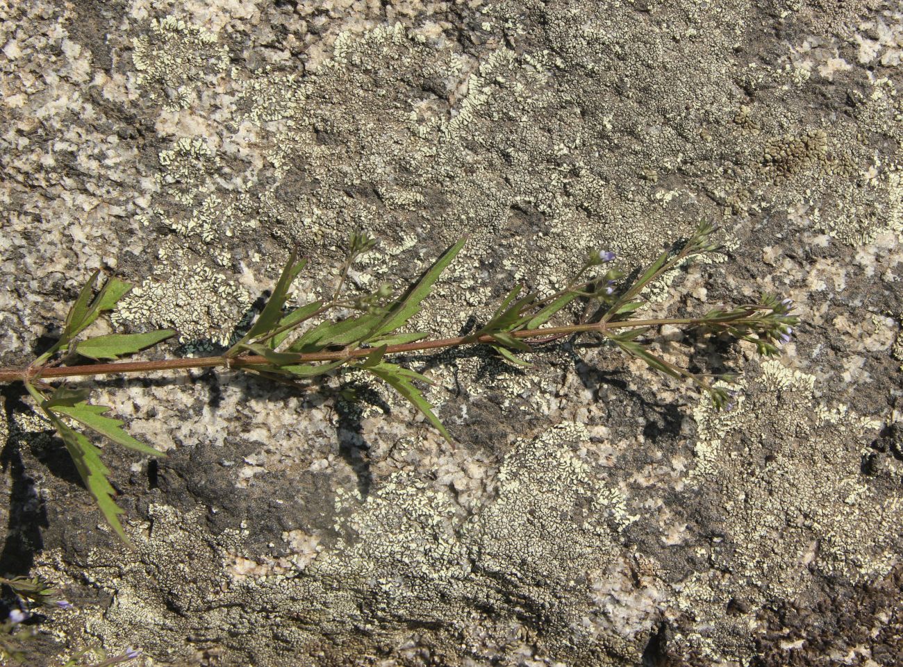 Image of Amethystea caerulea specimen.