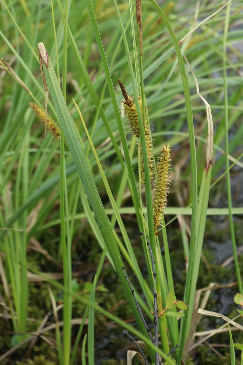 Изображение особи Carex rostrata.