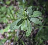 Daphne mezereum. Верхушка веточки с повреждёнными листьями. Пермский край, Кунгурский р-н, правый берег р. Сылва, ур. Камень Ермак, берёзово-сосновый лес. 04.06.2022.