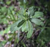 Daphne mezereum