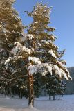 Pinus sylvestris