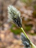 Eriophorum vaginatum